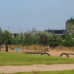 American bison area (behind one of the Asian elephant paddocks and the railway), 2021-09-02