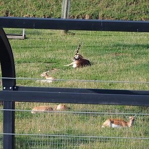 Blackbuck herd (Antilope cervicapra), 2021-09-02