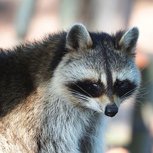 Raccoon (Procyon lotor), 2021-09-02