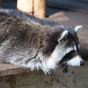 Raccoon (Procyon lotor), 2021-09-02