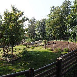 Wapiti paddock, 2021-09-02