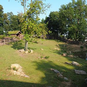 Wapiti paddock, 2021-09-02