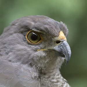 African goshawk