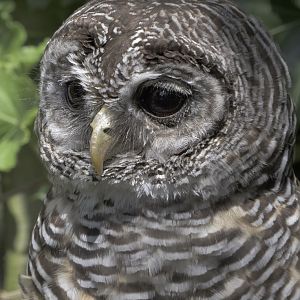 Chaco owl