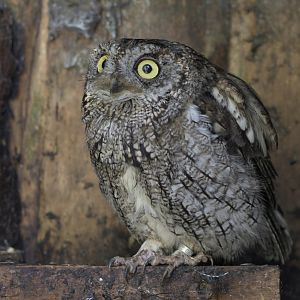 Western screech owl