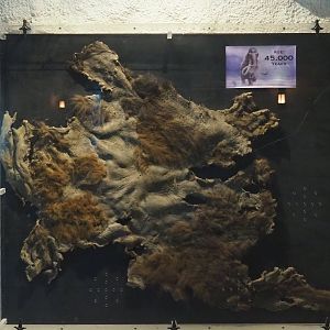 Purported 45,000 year old mammoth skin displayed in the Polar bear/Pacific walrus underwater viewing cave, 2021-09-02