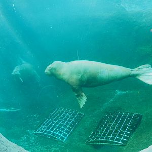Pacific walruses (Odobenus rosmarus divergens) Garik and Frosya underwater, 2021-09-02