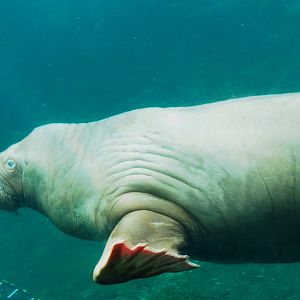 Pacific walrus (Odobenus rosmarus divergens) Frosya underwater, 2021-09-02