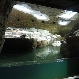 Penguin cave with Subantarctic gentoo penguins (New exhibit in 2021), 2021-09-02