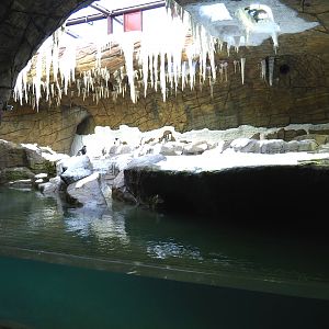 Penguin cave with Subantarctic gentoo penguins (New exhibit in 2021), 2021-09-02