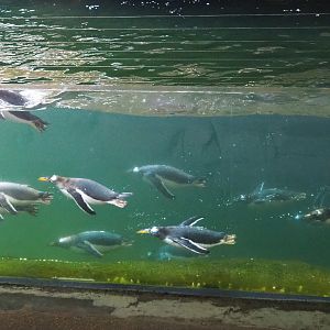 Swimming Subantarctic gentoo penguins (Pygoscelis papua papua), 2021-09-02
