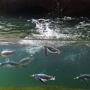 Swimming Subantarctic gentoo penguins (Pygoscelis papua papua), 2021-09-02