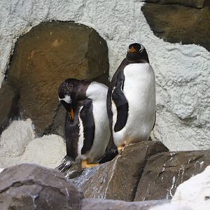 Subantarctic gentoo penguins (Pygoscelis papua papua), 2021-09-02