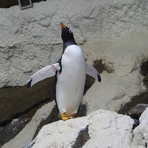 Subantarctic gentoo penguin (Pygoscelis papua papua), 2021-09-02