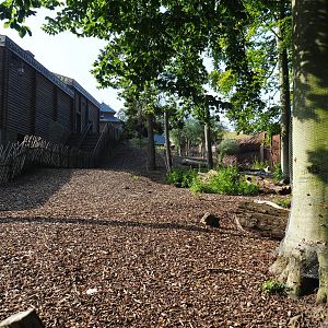 Domestic reindeer paddock, 2021-09-02