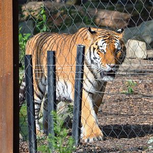Amur tiger (Panthera tigris altaica), 2021-09-02
