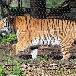 Amur tiger (Panthera tigris altaica), 2021-09-02
