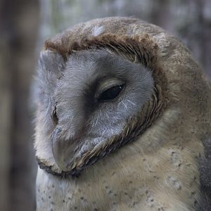 Ashy-faced owl