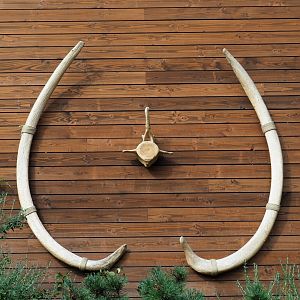 Blue whale (Balaenoptera musculus) ribs and vertebra displayed as props, 2021-09-02