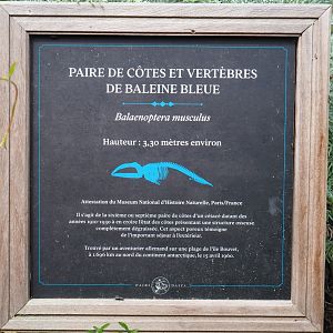 Information sign about blue whale (Balaenoptera musculus) ribs and vertebra displayed as props, 2021-09-02