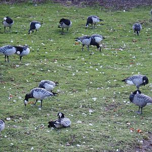 Wild/Feral geese in the Wapiti paddock, 2021-09-02
