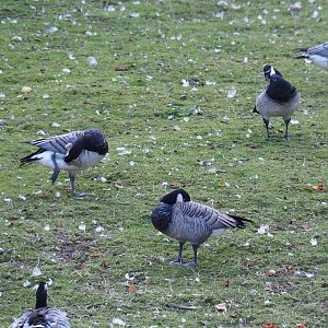 Barnacle goose (Branta leucopsis) and Barnacle goose/Small cackling Canada goose hybrids (Branta hutchinsii minima x B. leucopsis), 2021-09-02