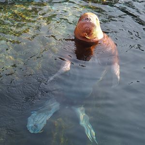 Pacific walrus (Odobenus rosmarus divergens), 2021-09-02