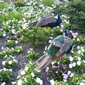 Blue peafowl (Pavo cristatus) foraging in flower bed, 2021-09-02