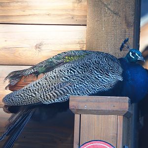Blue peafowl (Pavo cristatus) on sleeping spot under porch of Polar Circle Trading Post gift shop, 2021-09-02