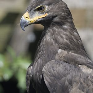 Steppe eagle