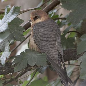 Red-footed falcon