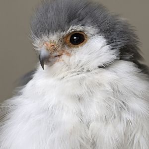African pygmy falcon
