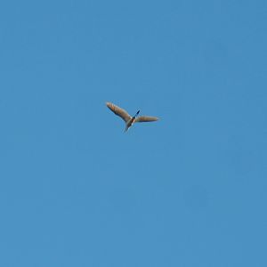 Wild Great egret (Ardea alba) flying over The Land of the Cold, 2021-09-02