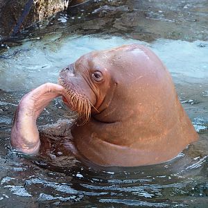 Pacific walrus Frosya (Odobenus rosmarus divergens), 2021-09-03