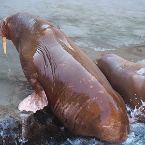 Pacific walrus Garik (Odobenus rosmarus divergens), 2021-09-03