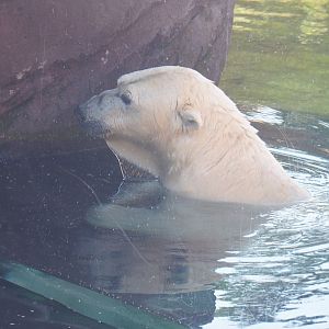 Polar bear (Ursus maritimus), 2021-09-03