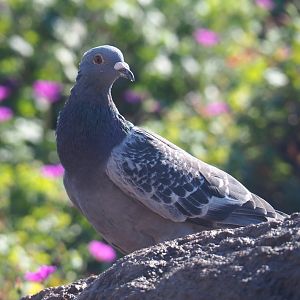 Feral pigeon (Columba livia domestica), 2021-09-03