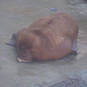 Pacific walrus (Odobenus rosmarus divergens) calf Floki, 2021-09-03