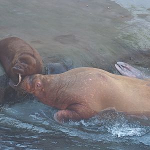 Pacific walruses (Odobenus rosmarus divergens) Tanya and Floki, 2021-09-03