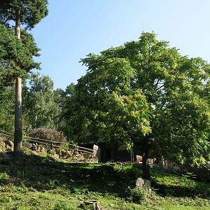 Enclosure of Mishmi Takins