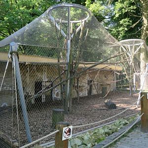 Ape House with Mexican spider monkees