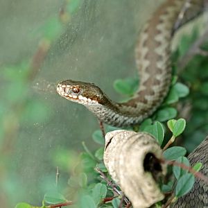 common European adder (Vipera berus)