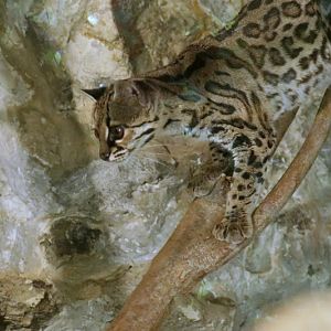 Yucatan Margay (Leopardus wiedii yucatanicus)