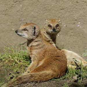 yellow mongoose (Cynictis penicillata)