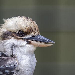 The laughing kookaburra (Dacelo novaeguineae)