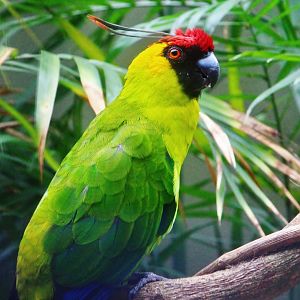 Horned Parakeet (Eunymphicus cornutus)