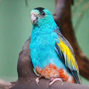 Golden-shouldered Parrot (Psephotellus chrysopterygius)