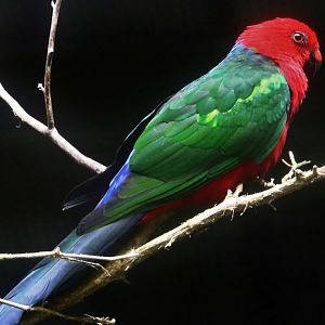 Papuan King Parrot (Alisterus chloropterus moszkowskii)