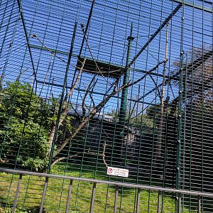 Brown headed Spider Monkey Enclosure