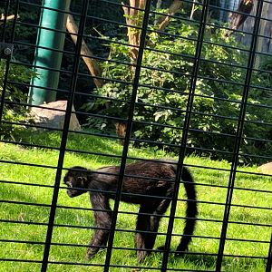 Brown headed Spider Monkey
